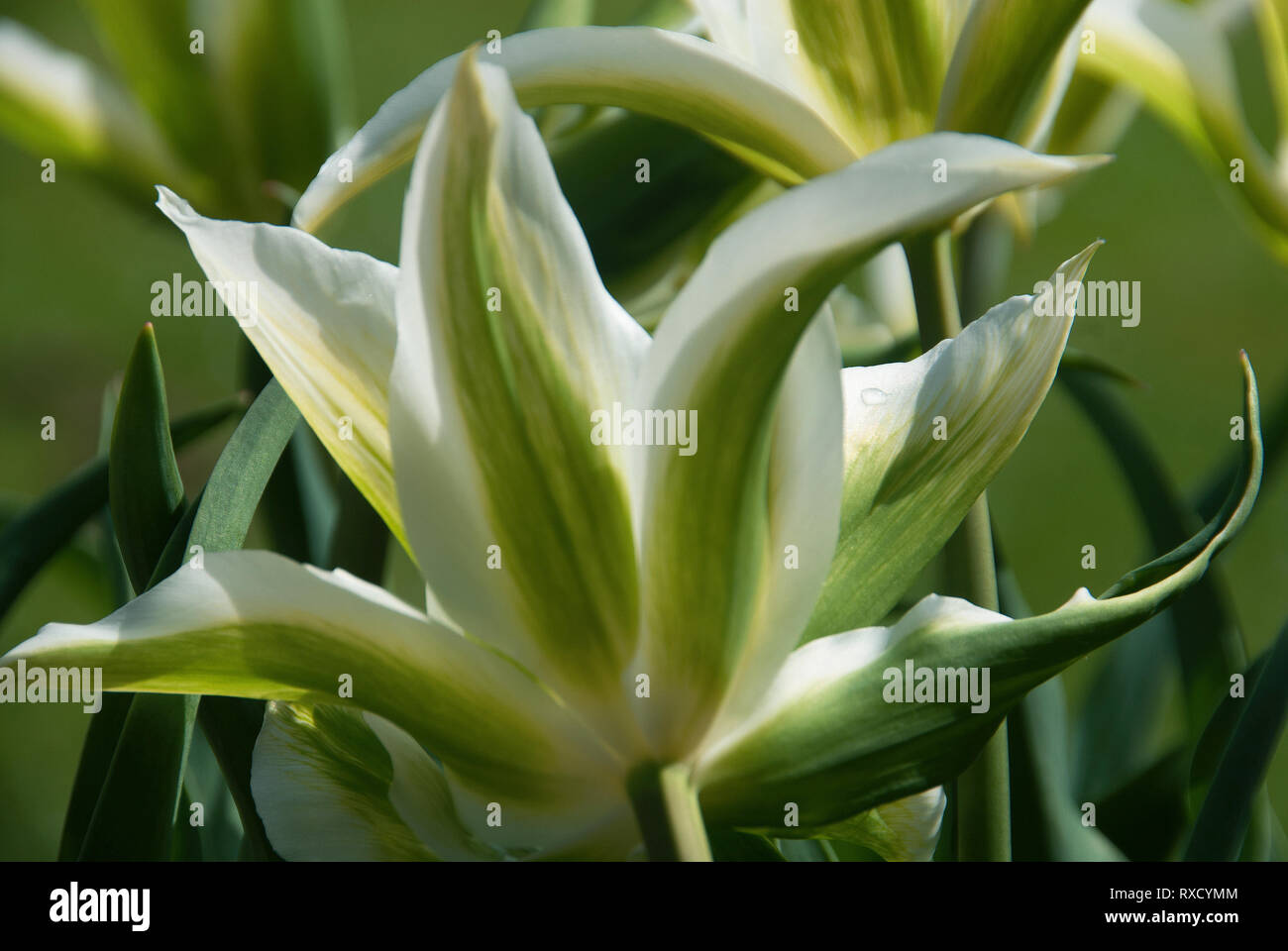 Tulipa 'Green Star' Stock Photo Alamy