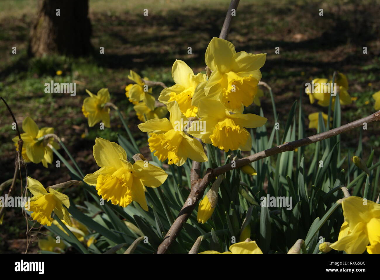 Flower under the tree Stock Photo Alamy
