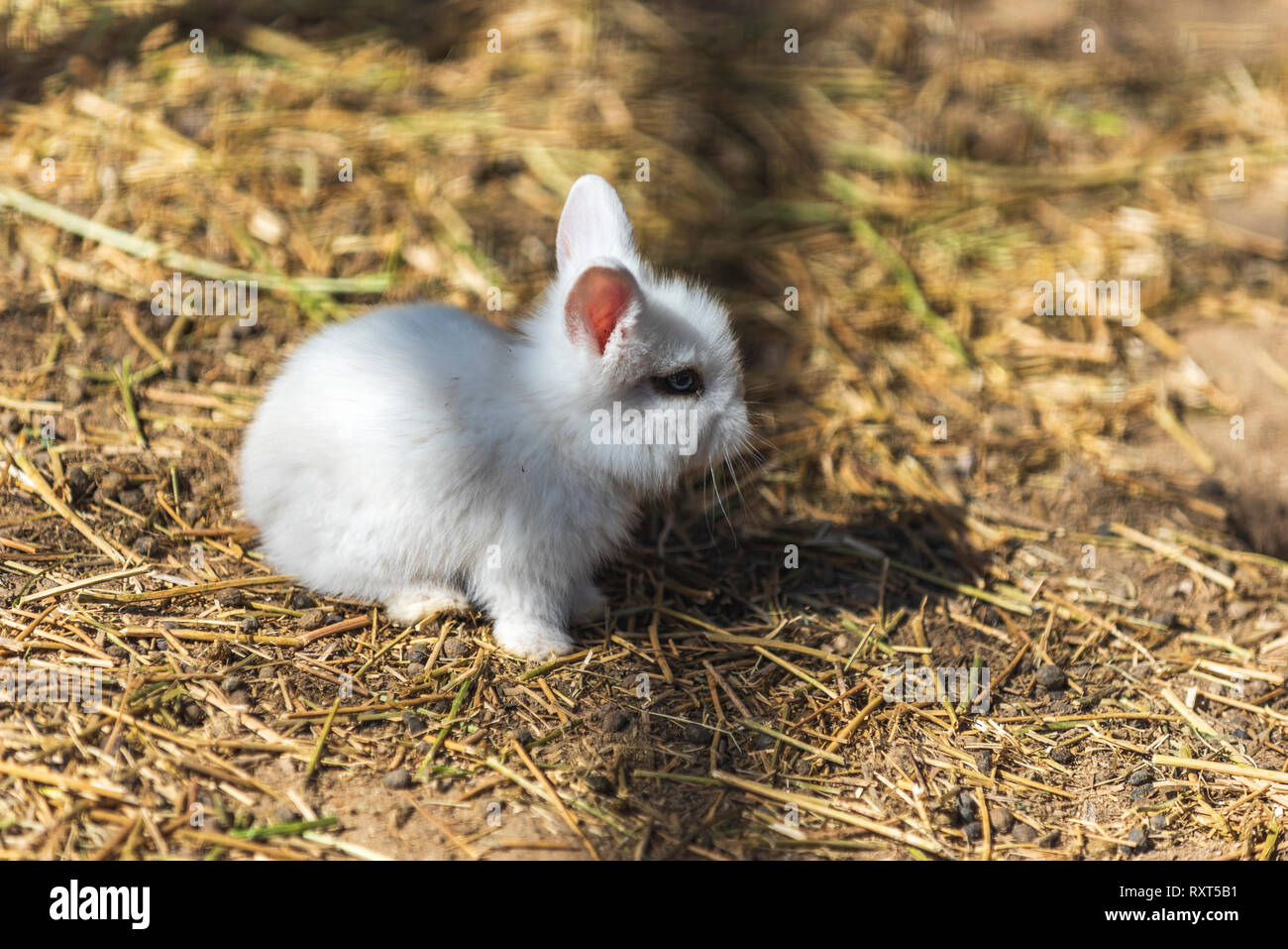 Small baby white rabbit Stock Photo Alamy