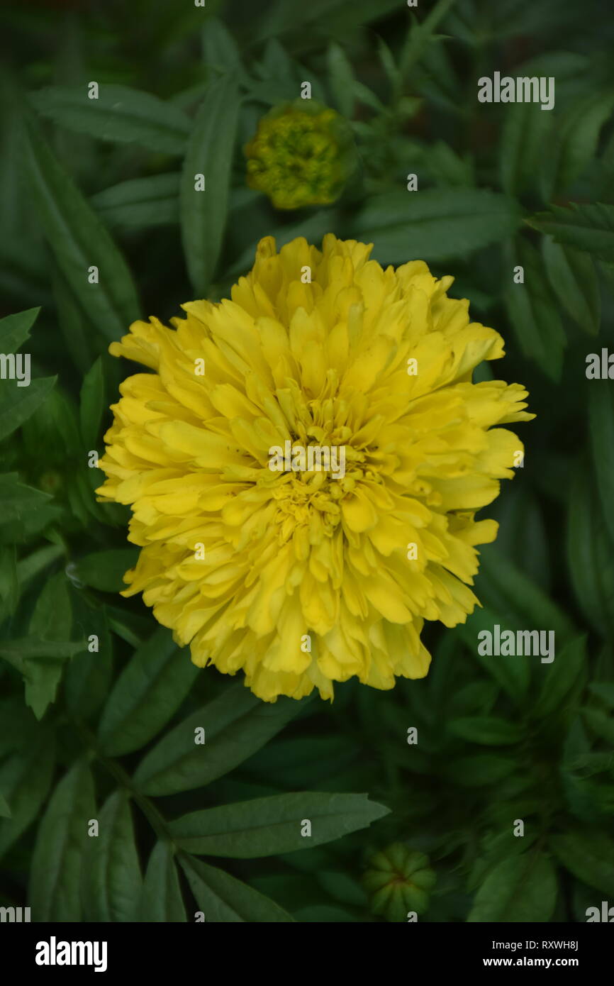 Topviewe hires stock photography and images Alamy