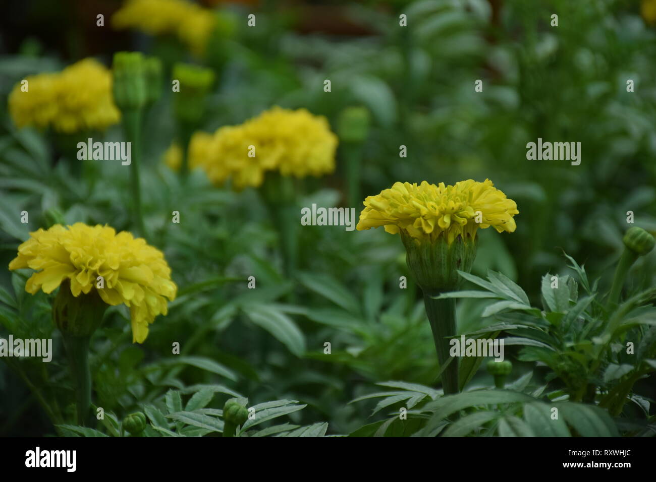 jamanthi Stock Photo Alamy