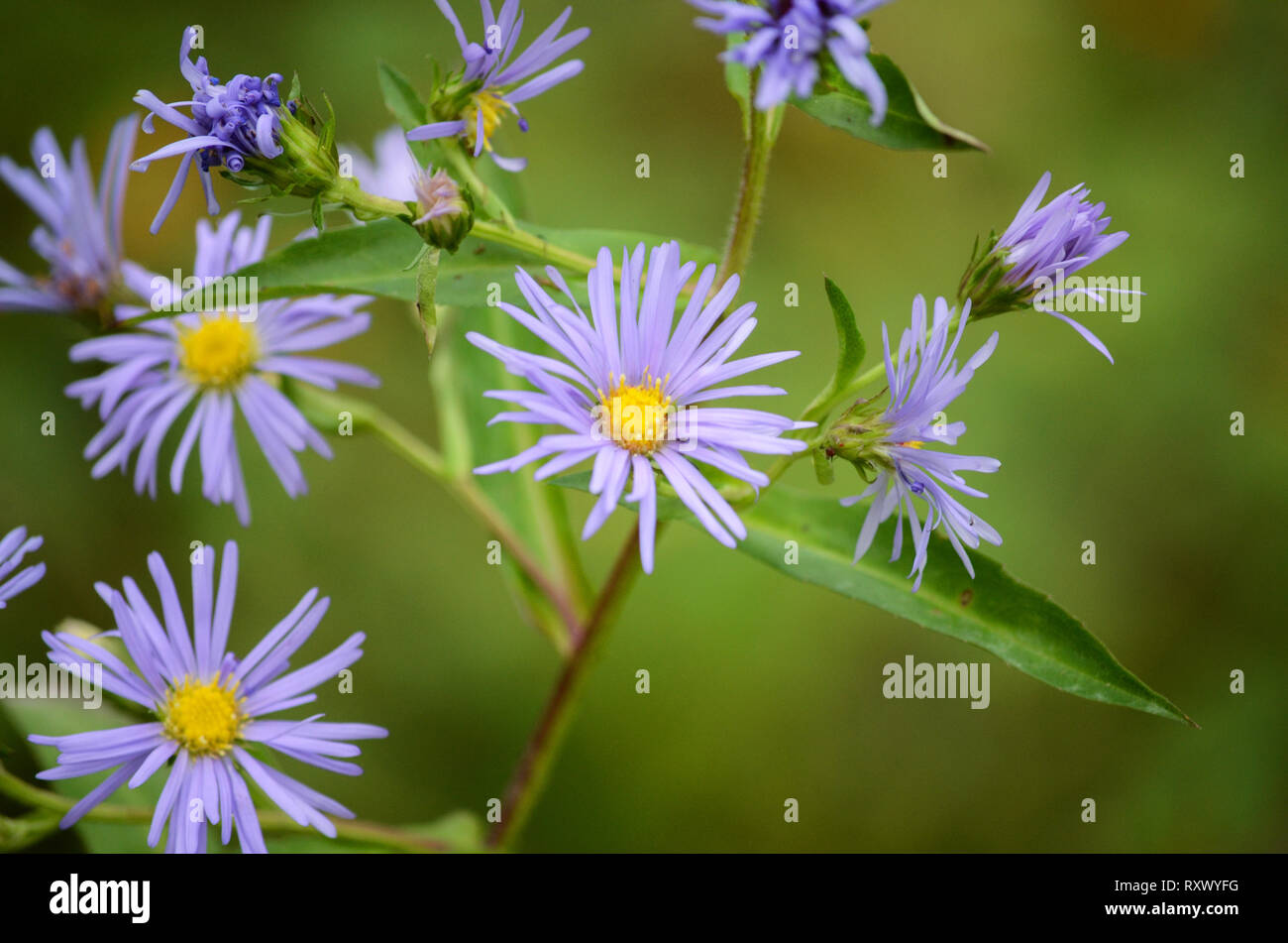 Purple Aster Wildflower Stock Photo Alamy