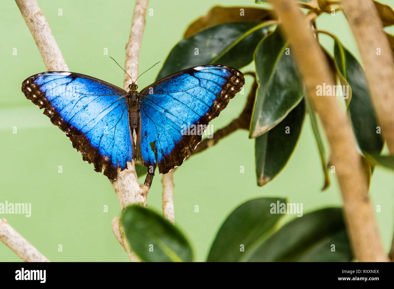 Blue Morpho Butterfly Stock Photo Alamy