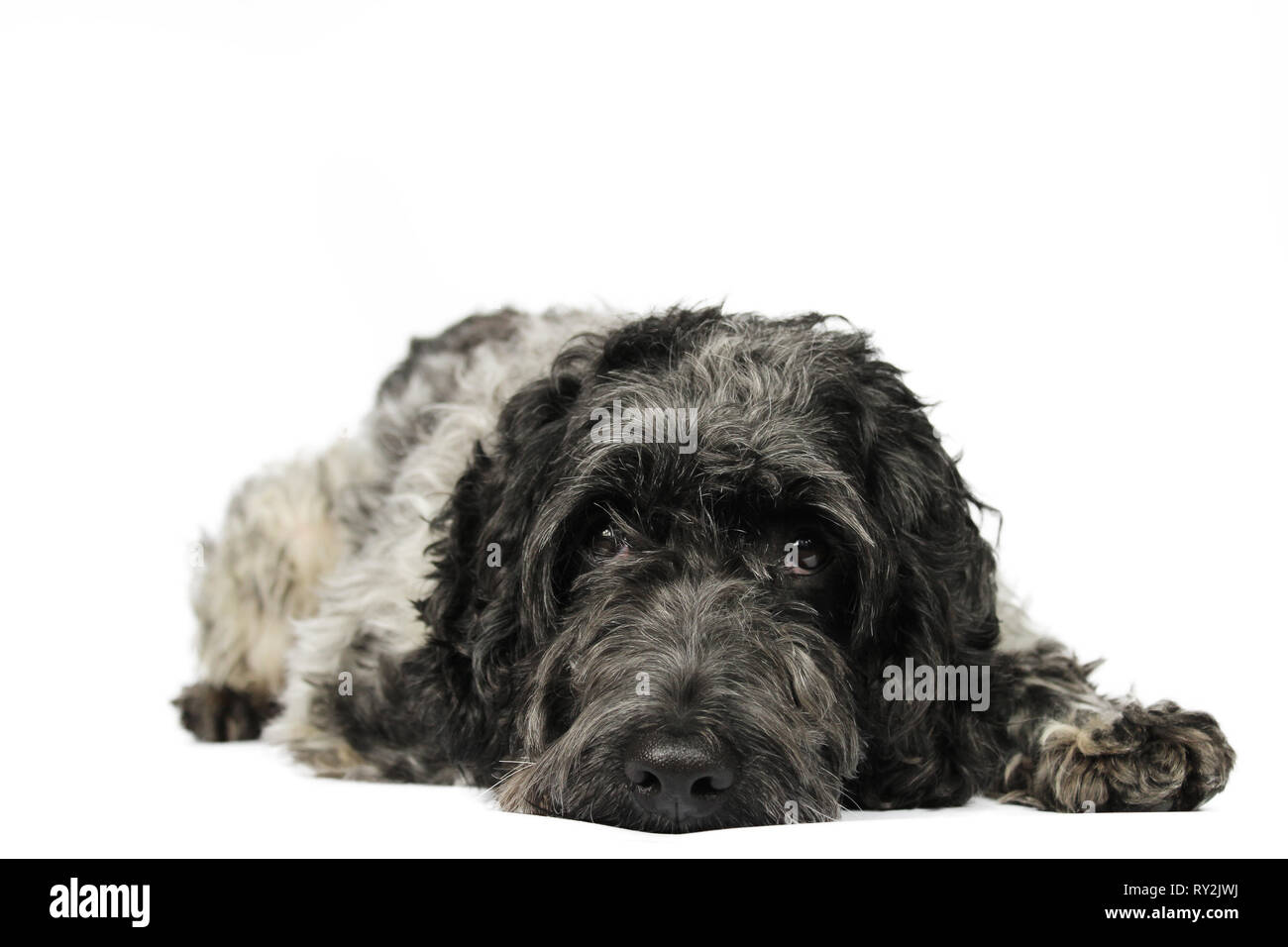 Dog Lying Down Stock Photo Alamy