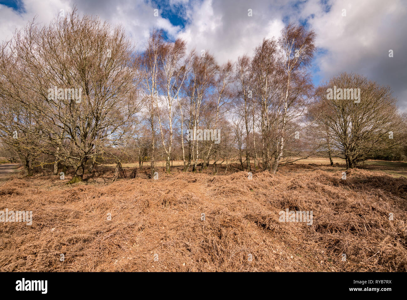Silver birch on health land hires stock photography and images Alamy