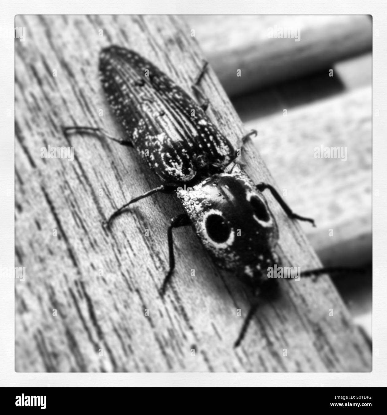 Black and white beetle Black and White Stock Photos & Images Alamy
