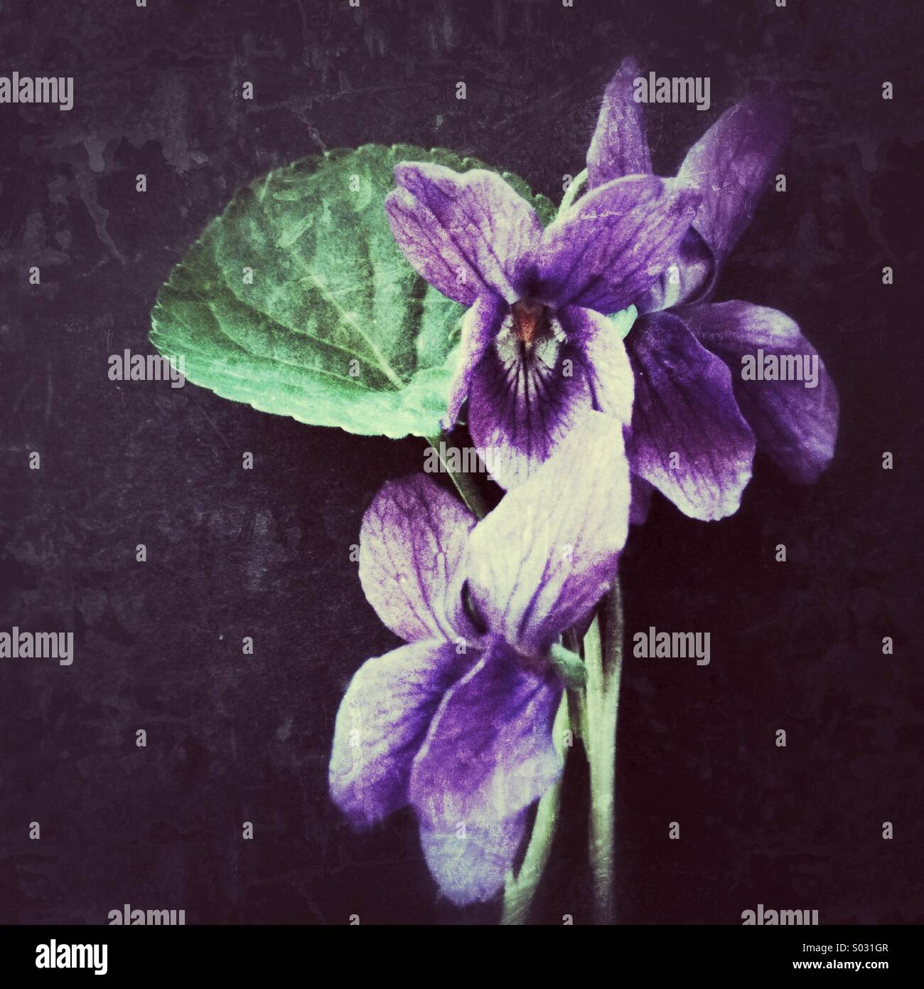 Blue violets hires stock photography and images Alamy