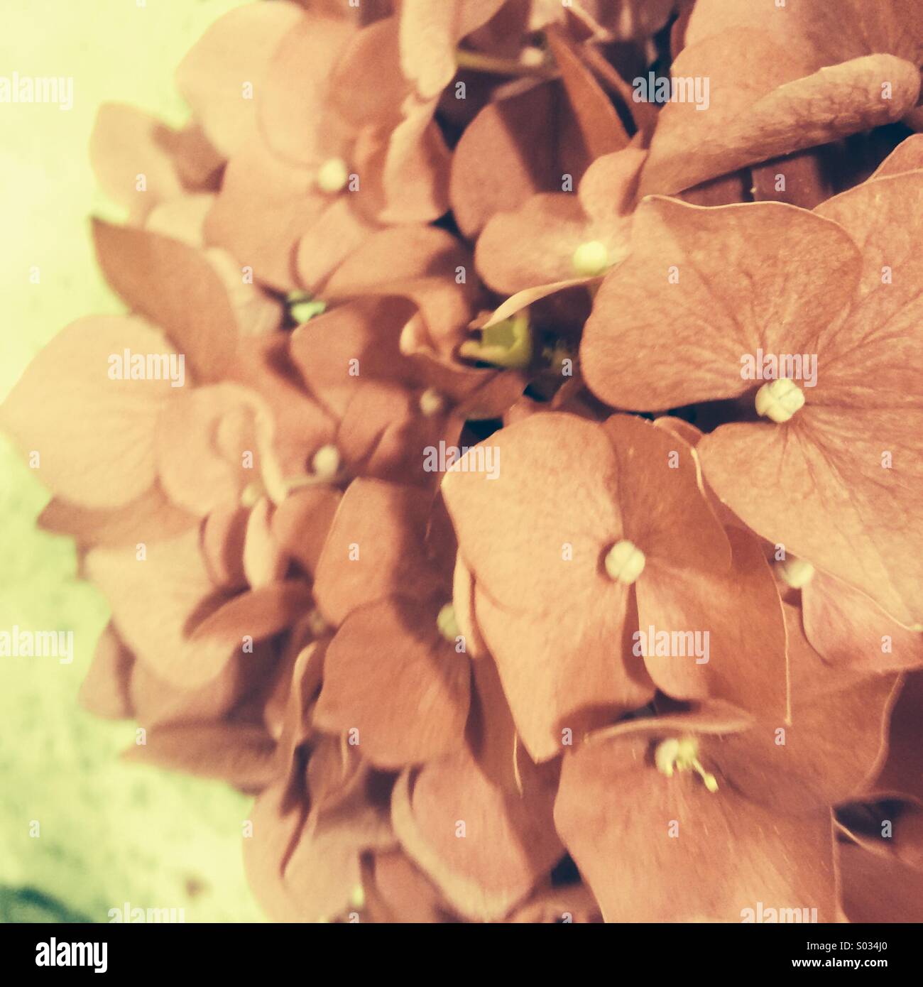 Faded flowers of hydrangea hires stock photography and images Alamy