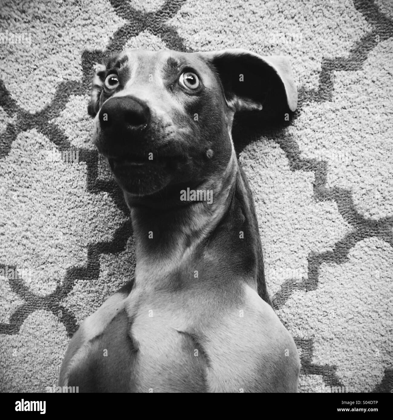 Shocked dog hires stock photography and images Alamy