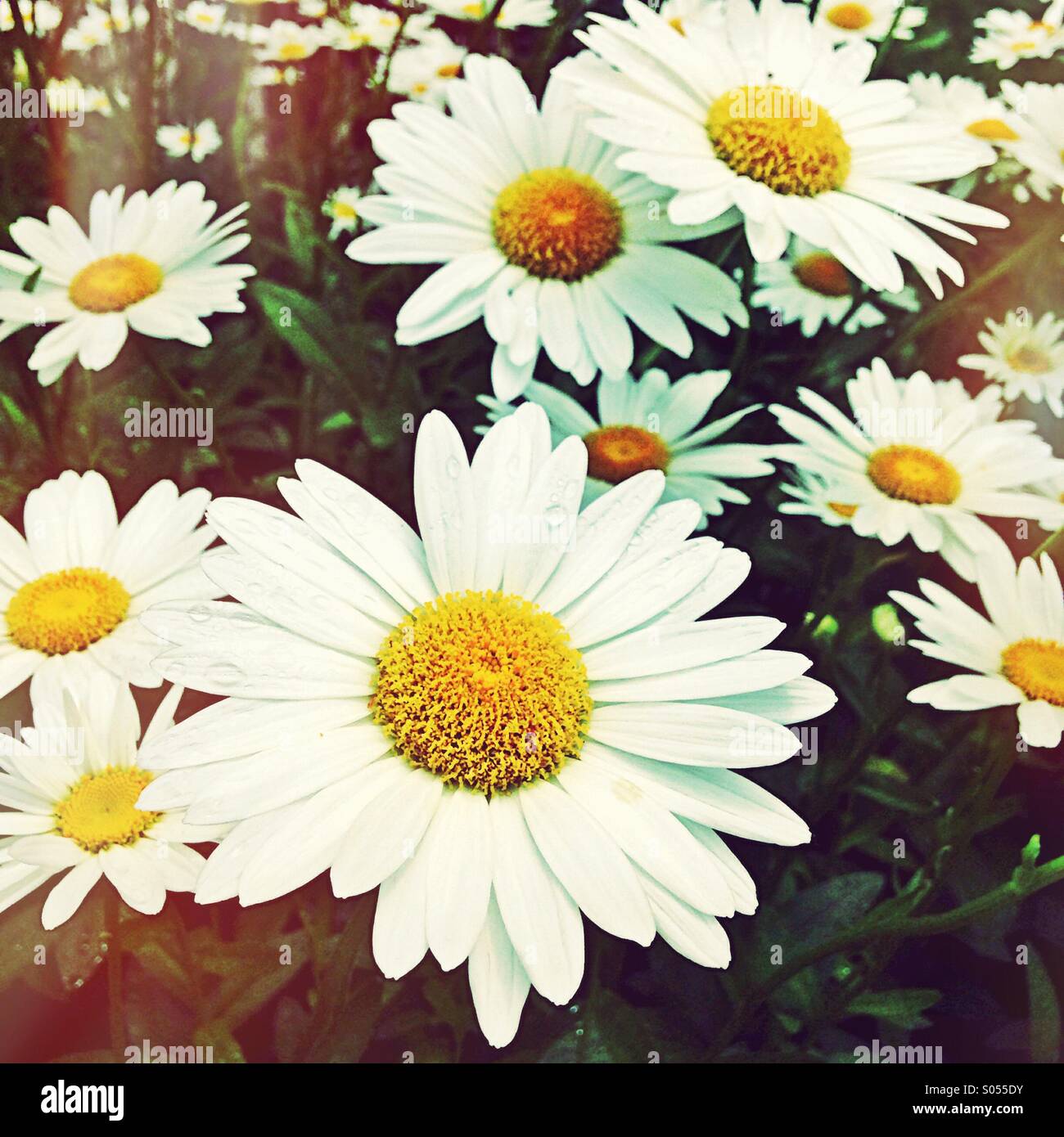 Daisy Blooms High Resolution Stock Photography and Images Alamy
