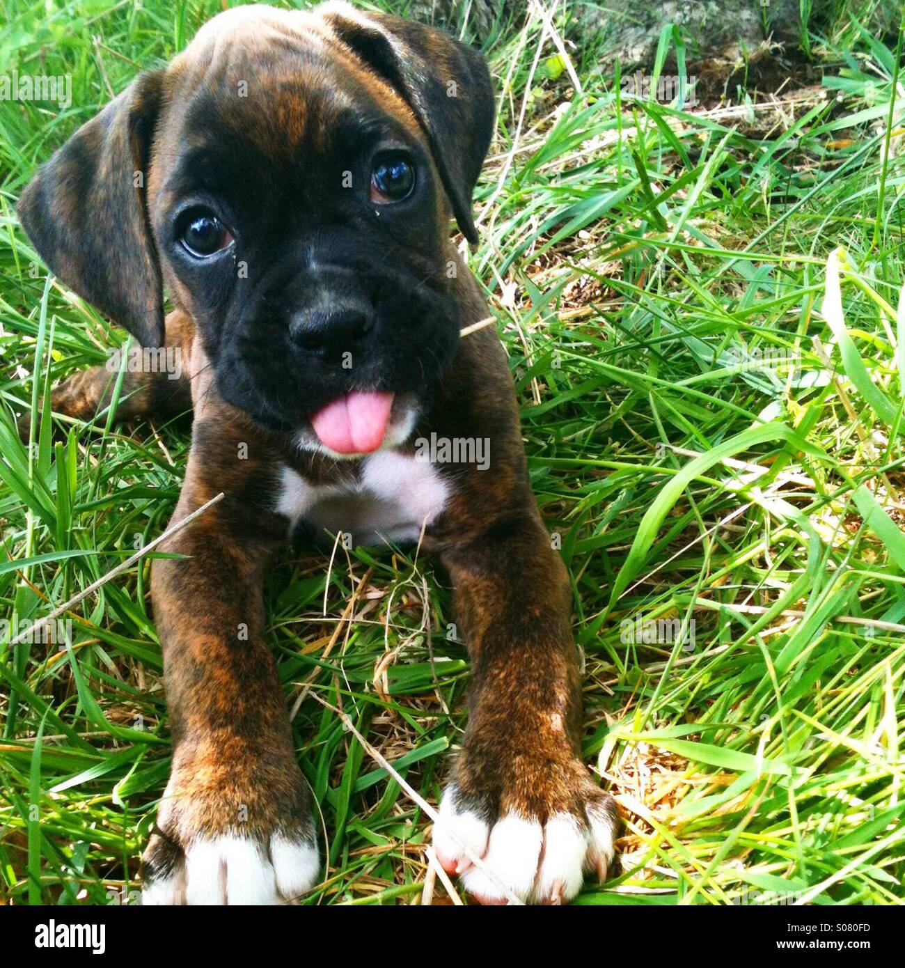 Boxer puppy hires stock photography and images Alamy