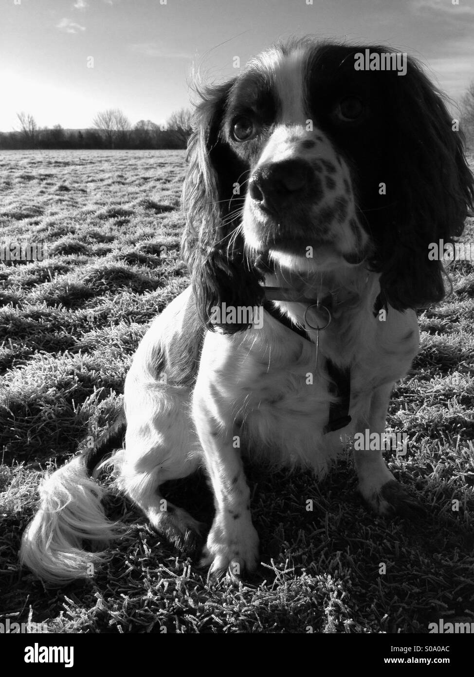 Black and white springer spaniel Black and White Stock Photos & Images
