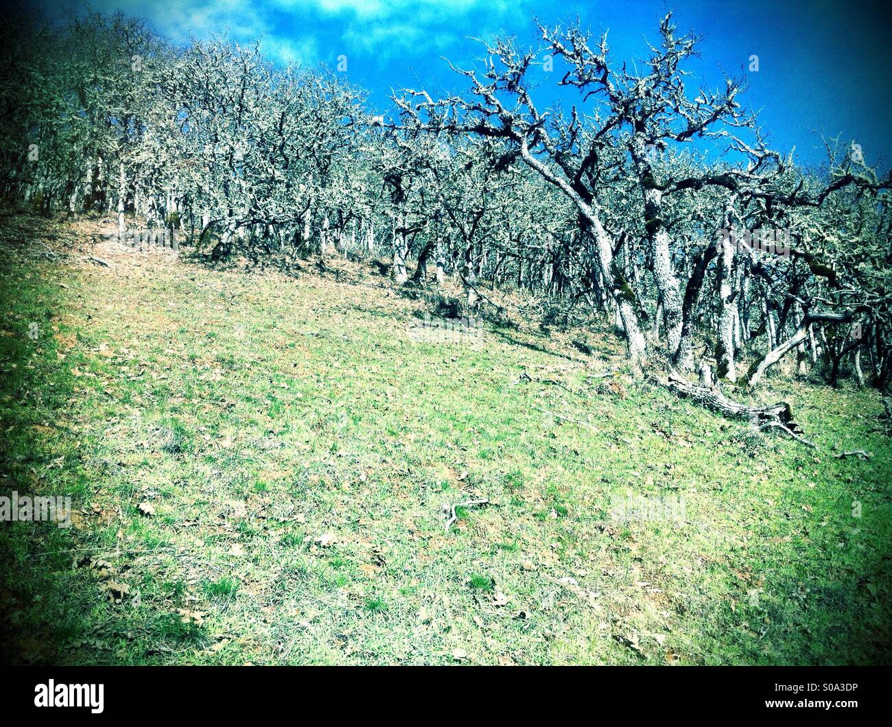 Hillside trees hires stock photography and images Alamy