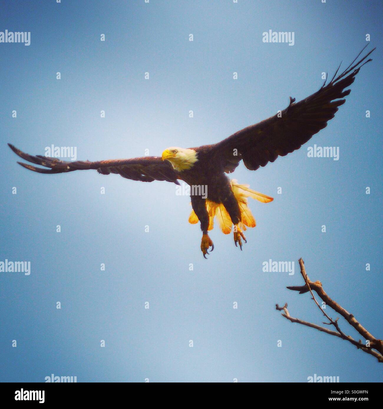 Spread eagle hires stock photography and images Alamy