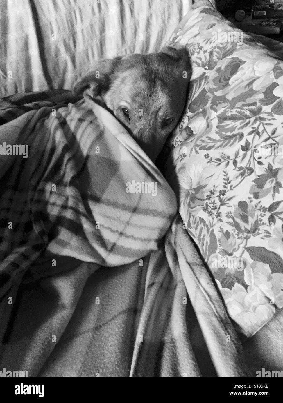 Dog blanket Black and White Stock Photos & Images Alamy