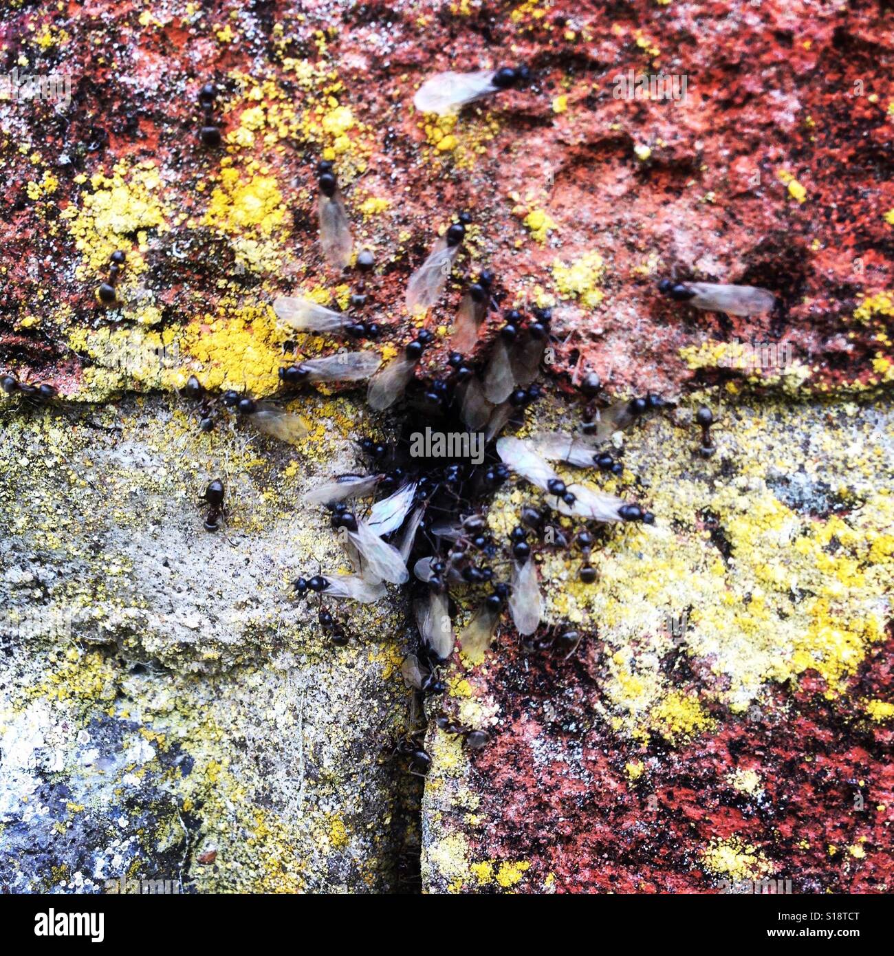 Flying ants nest hires stock photography and images Alamy
