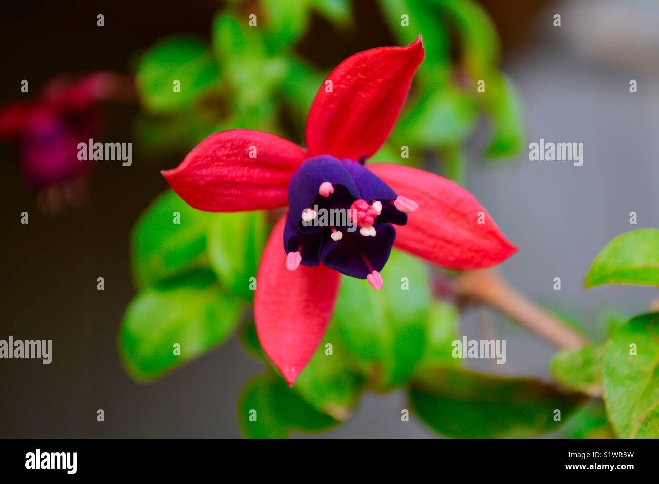 Red and purple flower hires stock photography and images Alamy