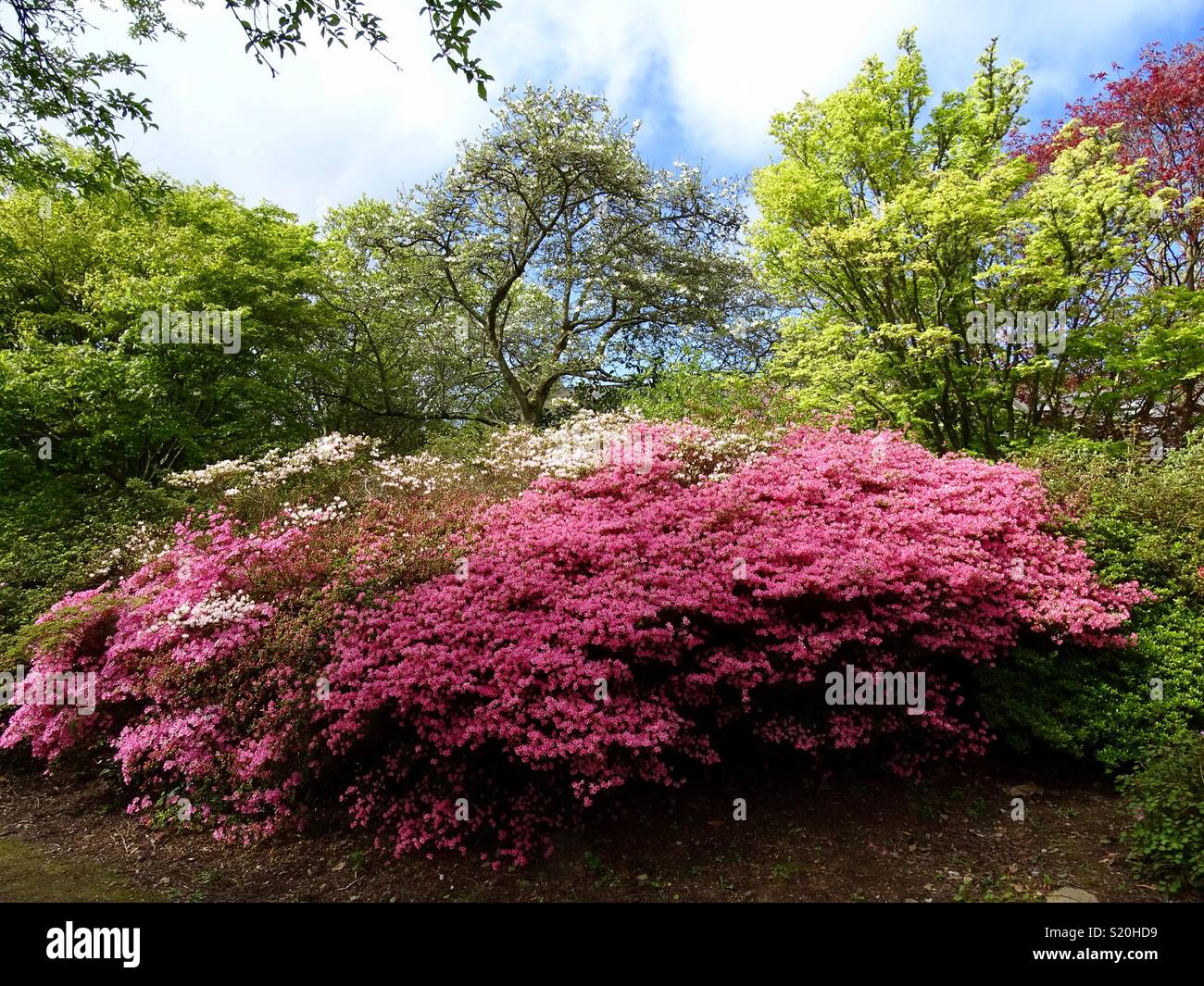 Devon flowers hires stock photography and images Alamy