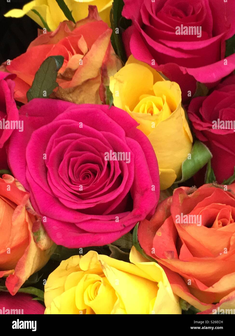 Multi coloured roses Stock Photo Alamy
