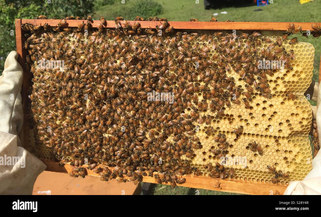 Capped Brood High Resolution Stock Photography and Images Alamy