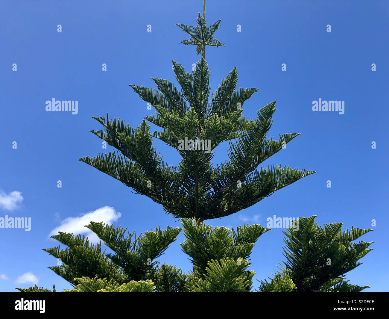 Norfolk pine hires stock photography and images Alamy