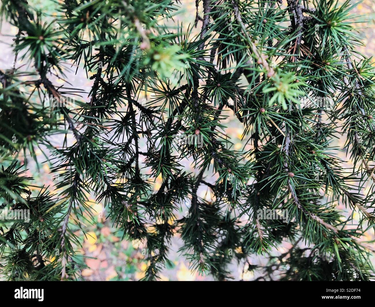 Evergreen tree branches Stock Photo Alamy