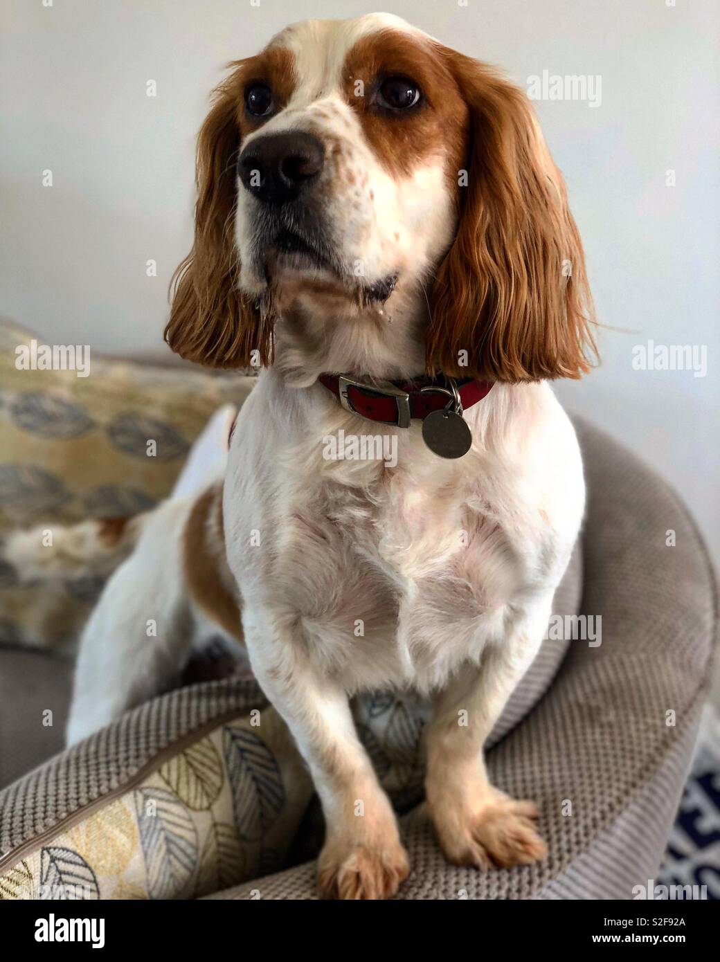 Sprocker spaniel hires stock photography and images Alamy