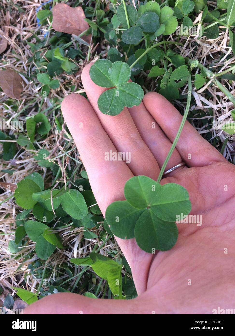 Four leaf clovers Stock Photo Alamy