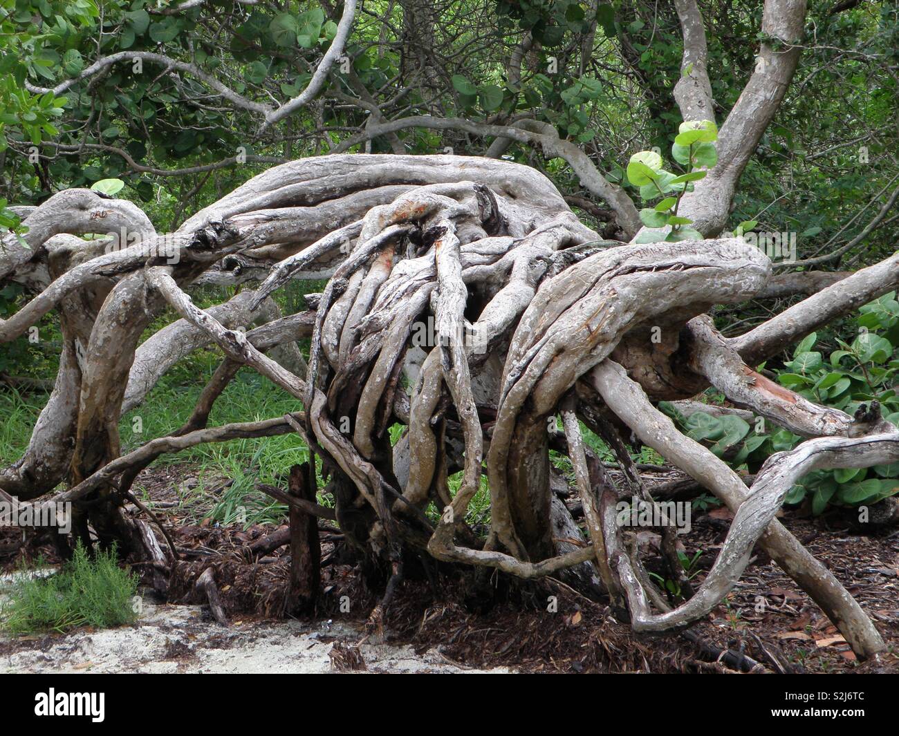 Seagrape Stock Photo Alamy