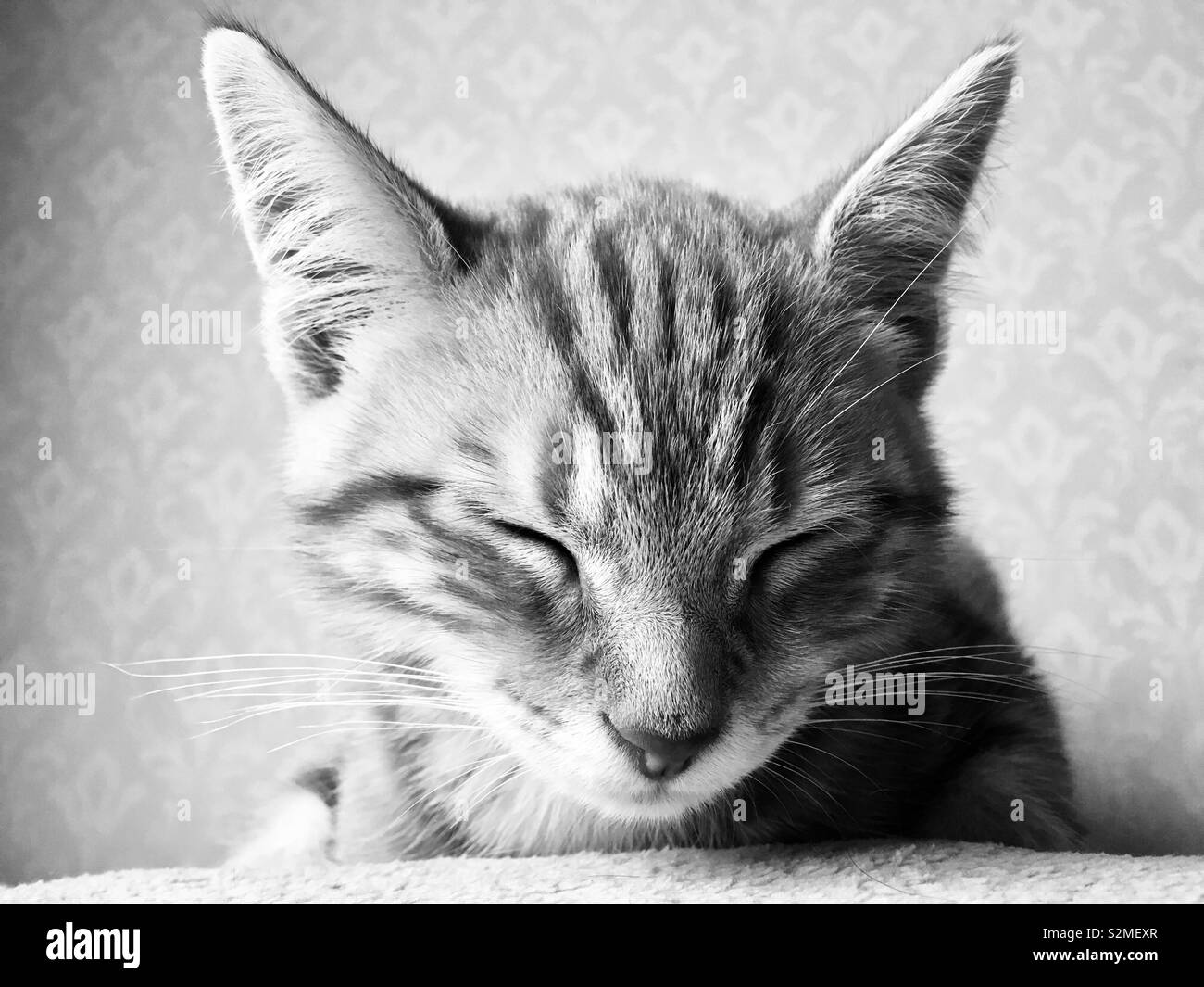 Tabby cat kitten Stock Photo Alamy