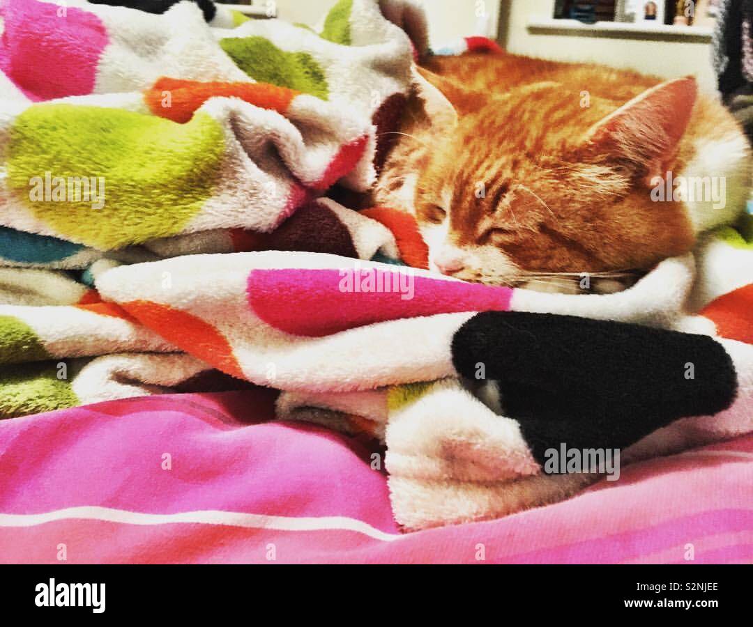 Sleeping ginger cat Stock Photo Alamy