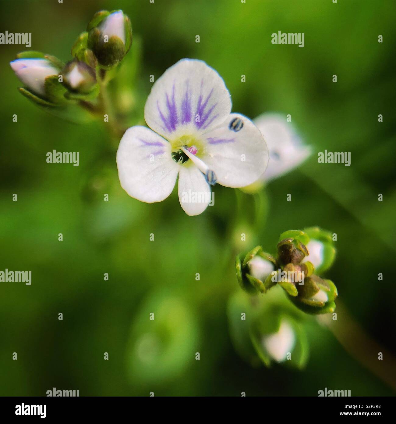 Thymeleaf speedwell hi-res stock photography and images - Alamy