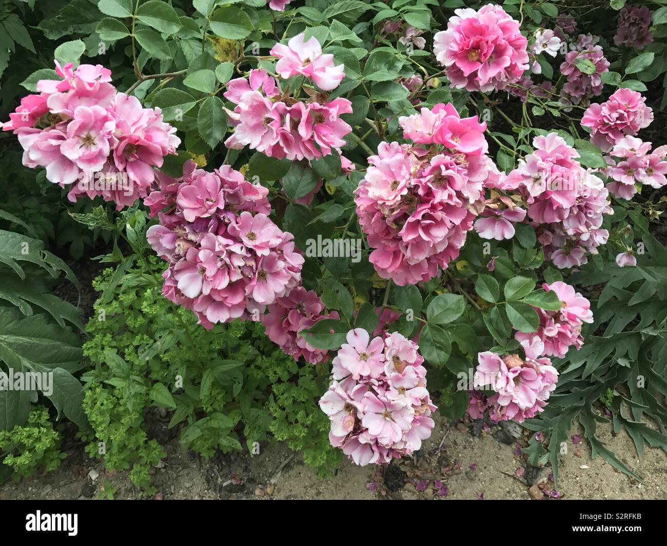 Growing Pink Flowers Stock Photo Alamy