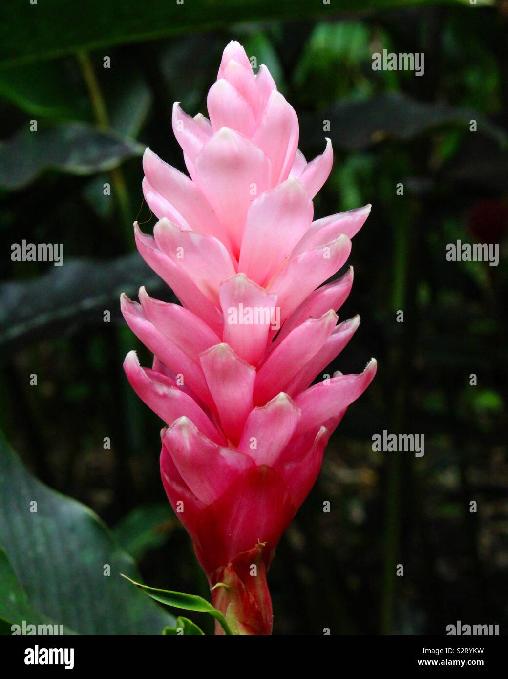 Ginger flowers hawaii hires stock photography and images Alamy