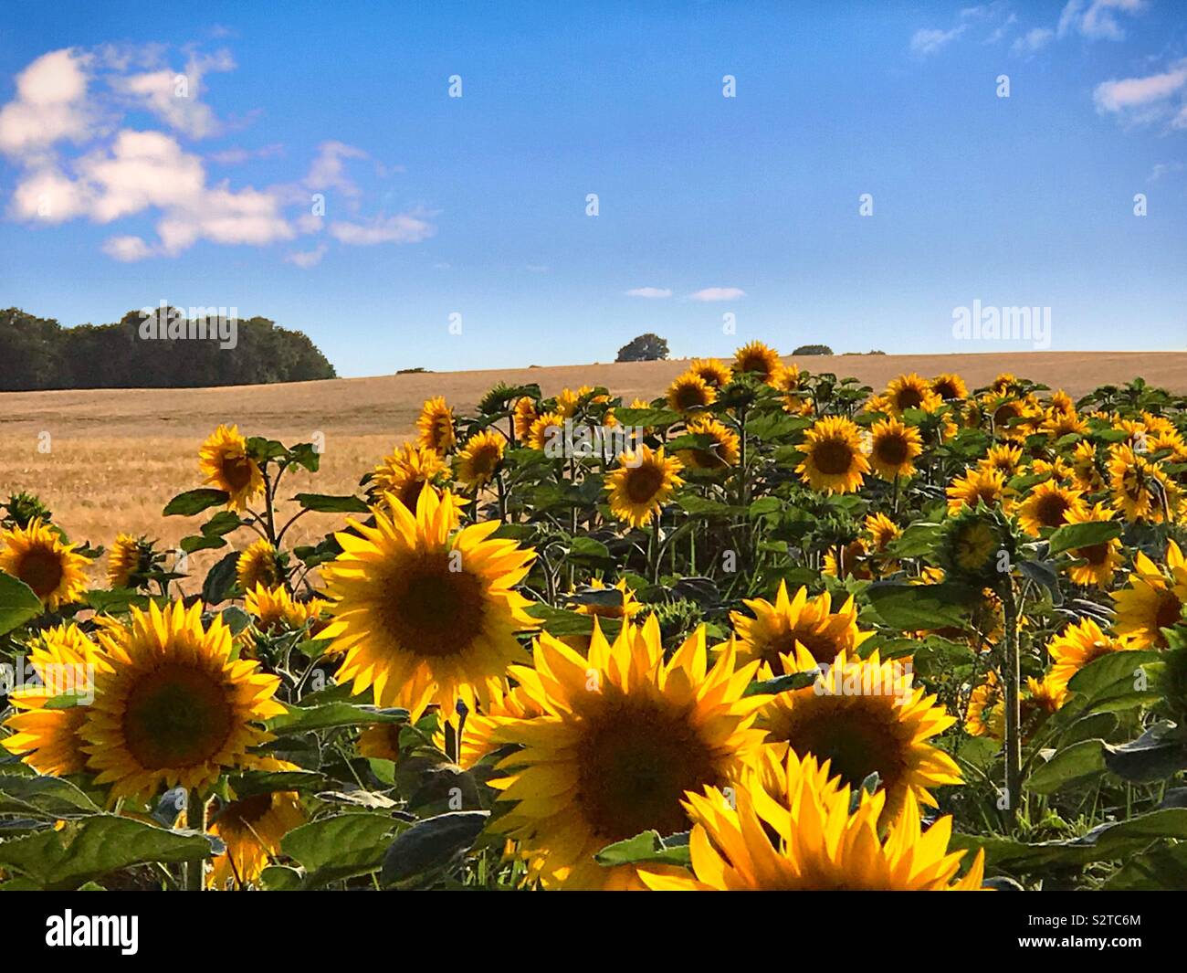 Sunflower field uk hires stock photography and images Alamy