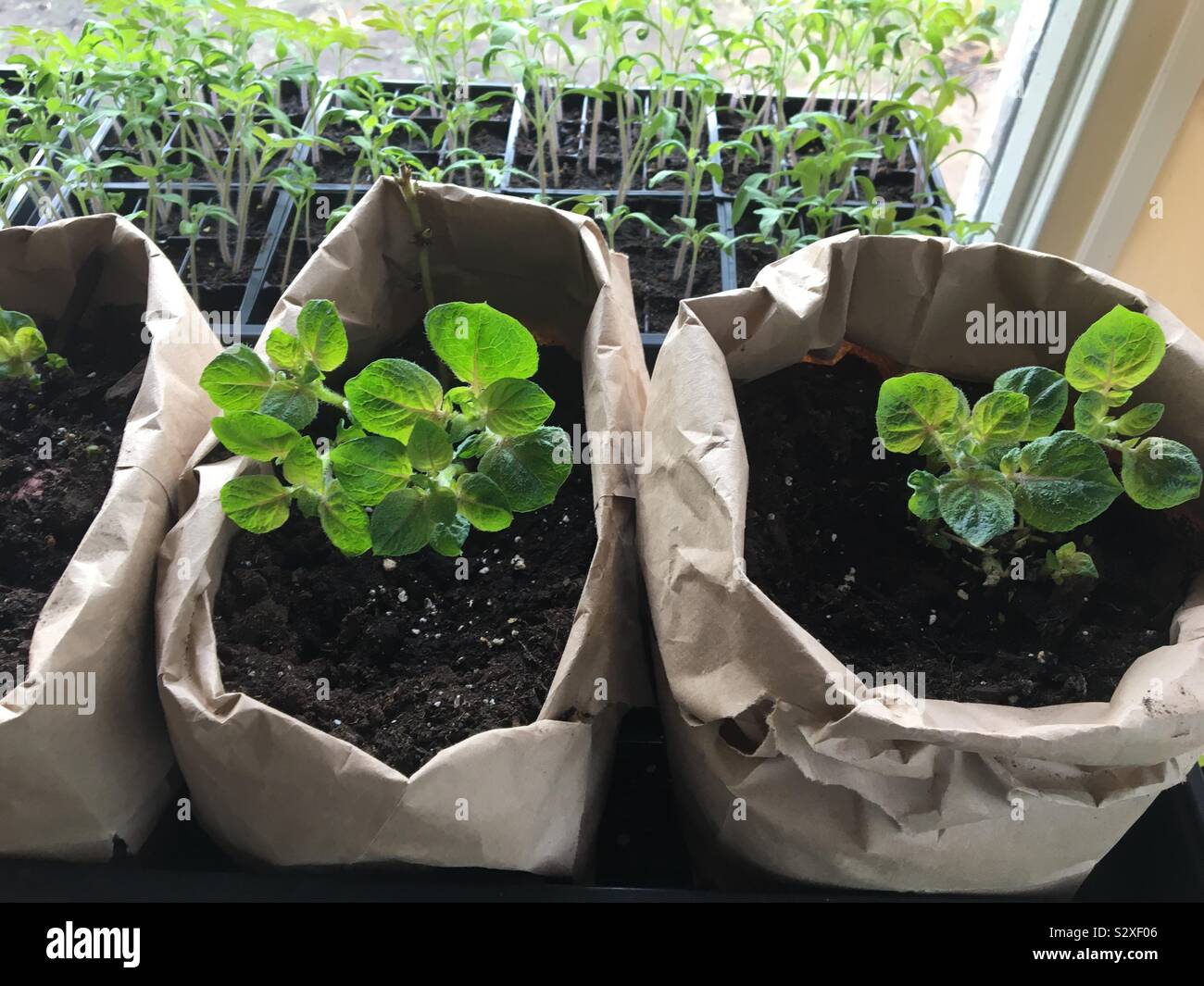 Paper bag garden hires stock photography and images Alamy