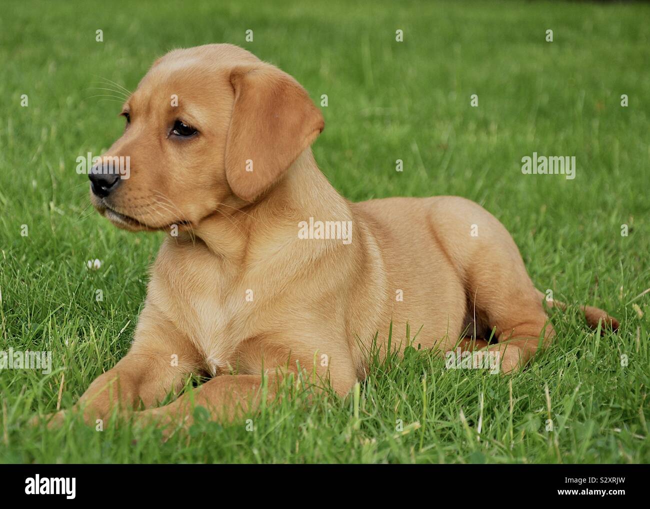 What Should I Name My Male Red Fox Labrador