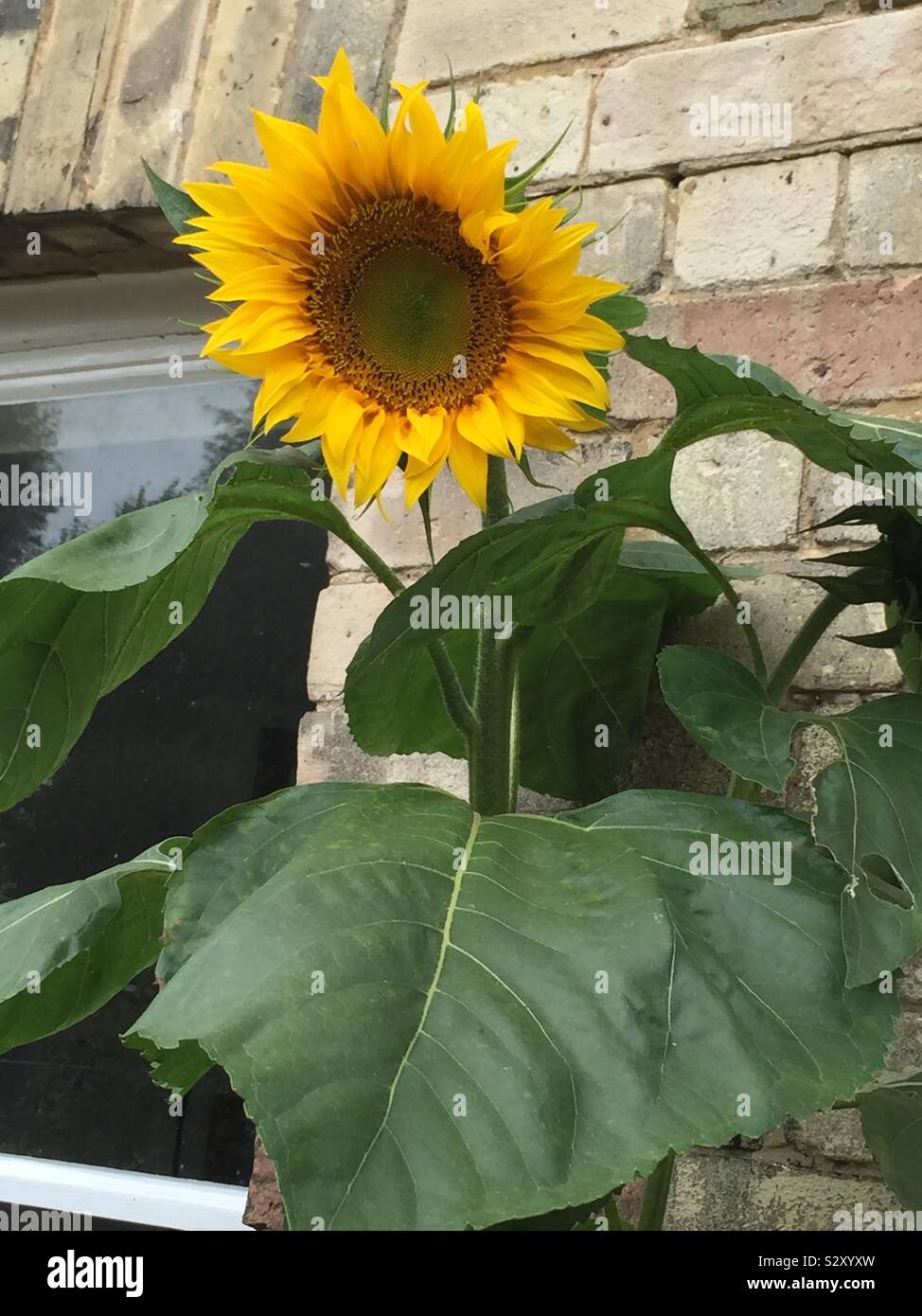 How to grow sunflower hires stock photography and images Alamy