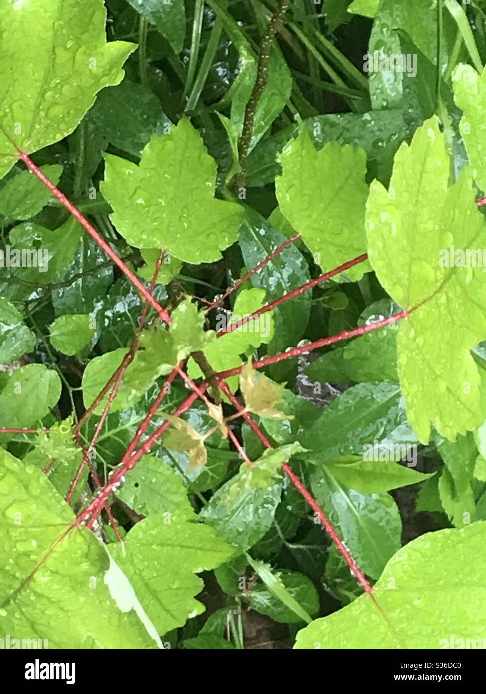 Red Maple Tree sprouting Stock Photo Alamy