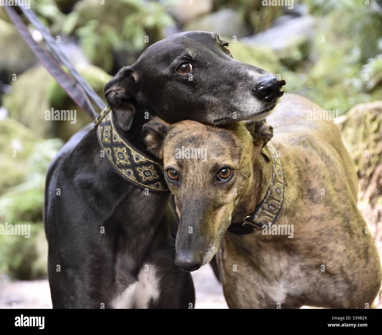 Do Greyhounds Cuddle