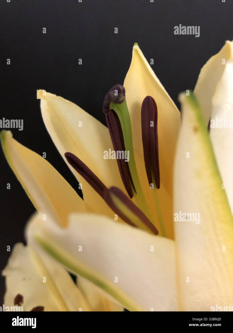 Yellow lilium flower bud hires stock photography and images Alamy