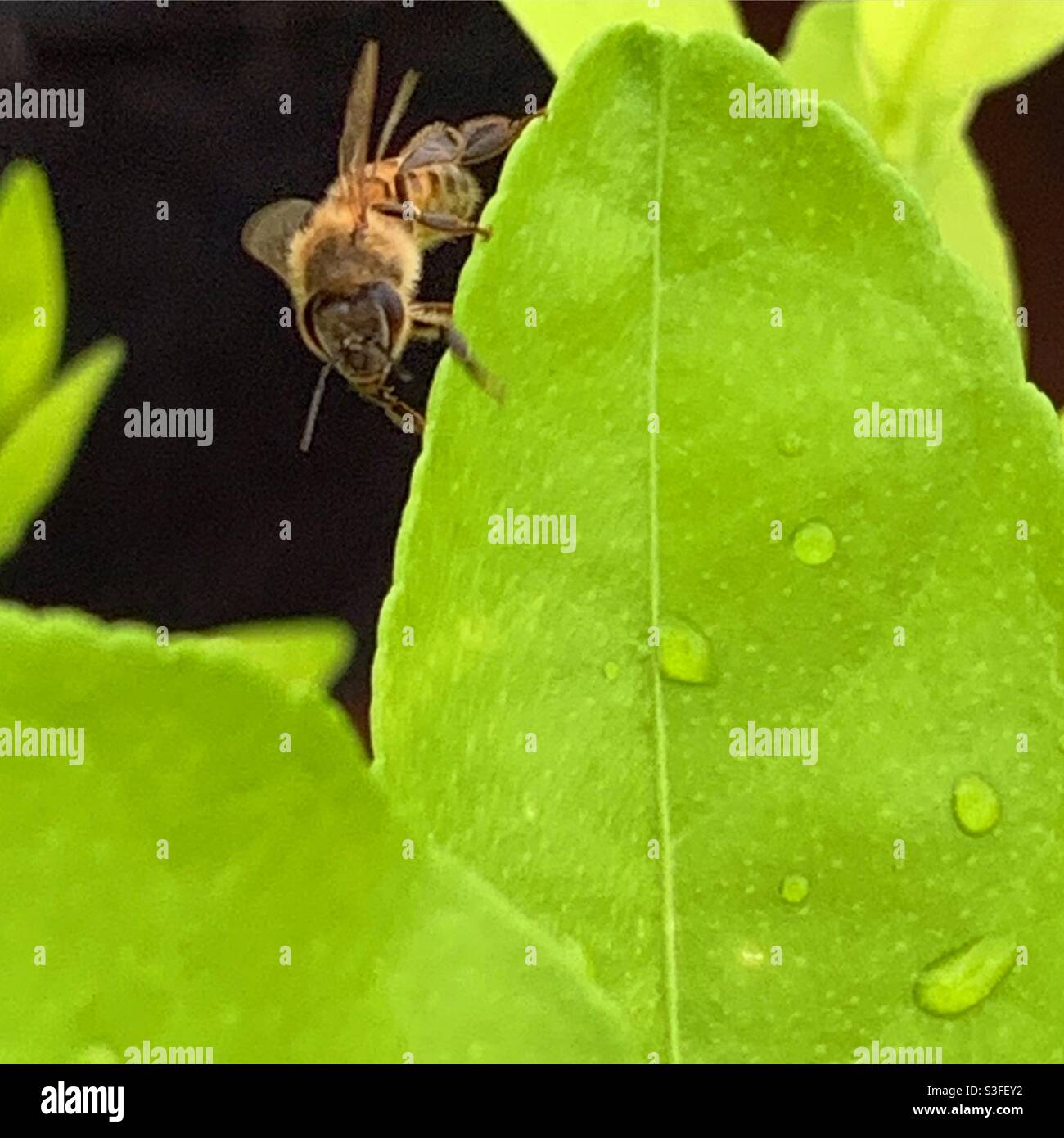 Bee posing on a lime tree leaf Stock Photo Alamy