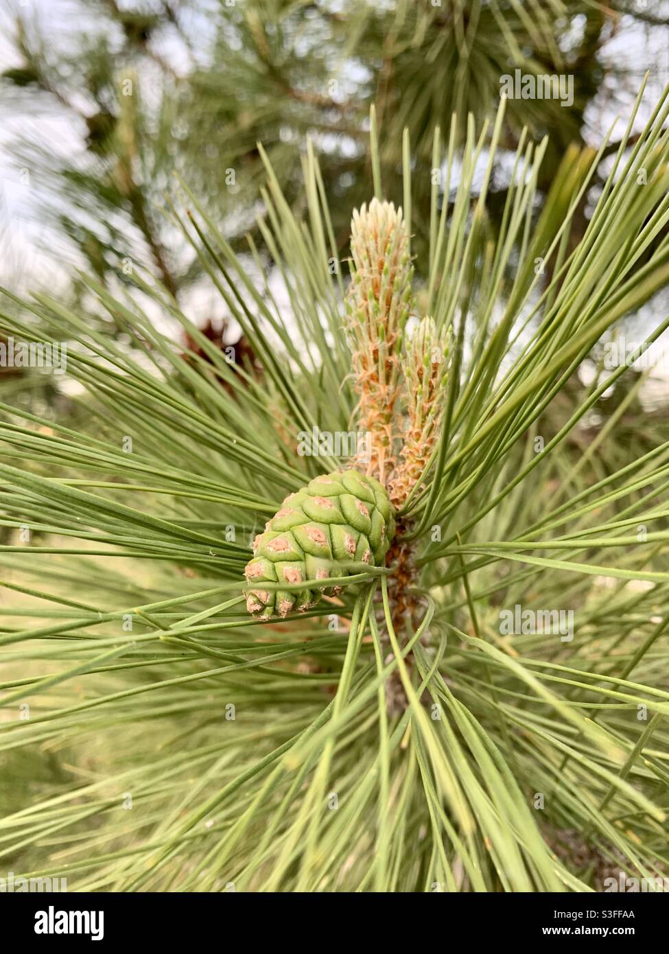 Pine tree fruit hires stock photography and images Alamy