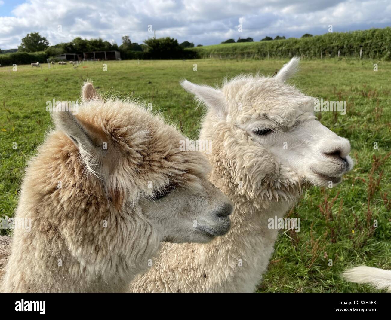 Alpacas and sheep hires stock photography and images Alamy