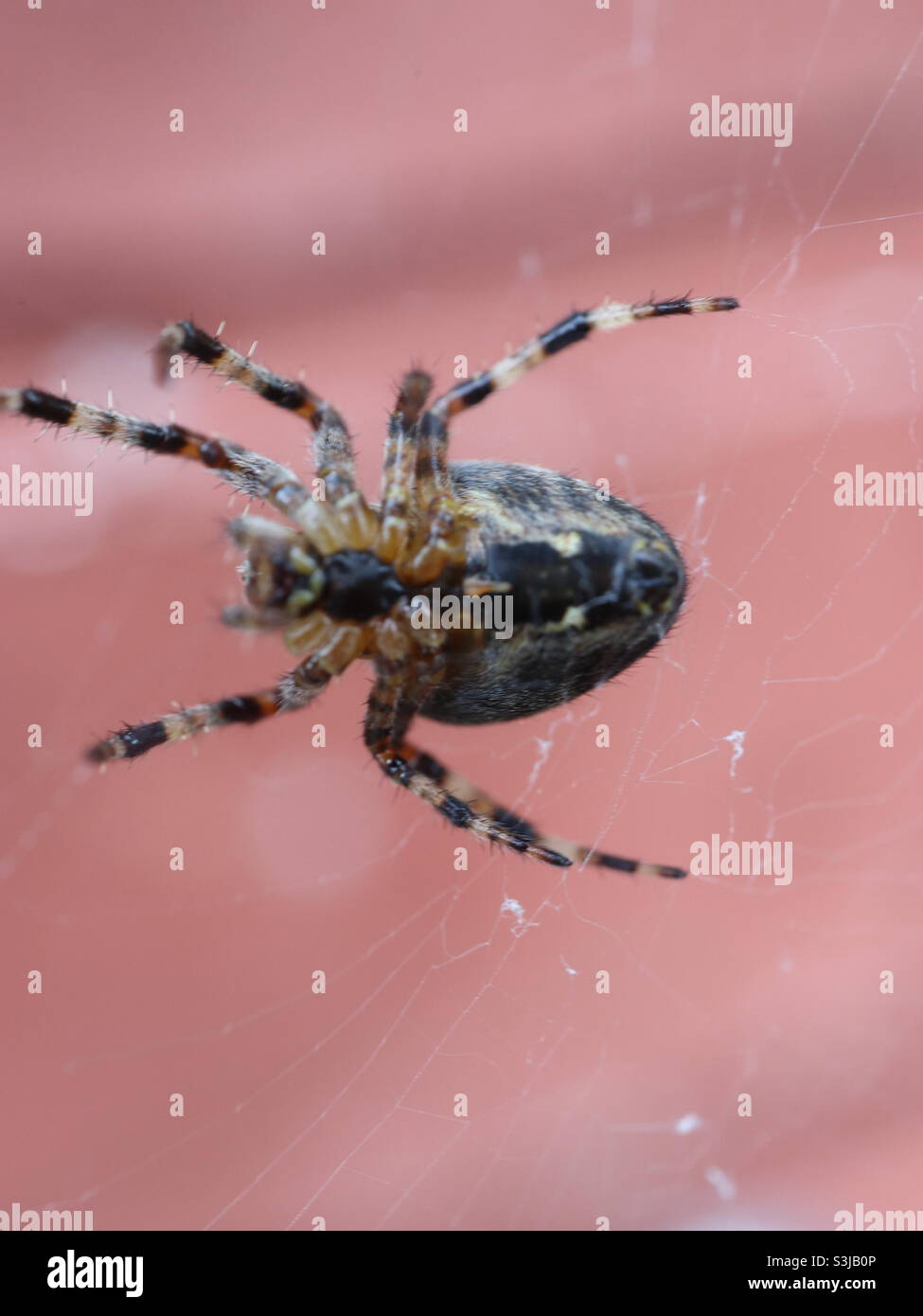 European Common Garden Spider on web Stock Photo Alamy