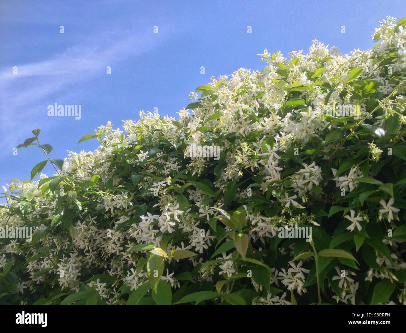 Jasmine plant hires stock photography and images Alamy