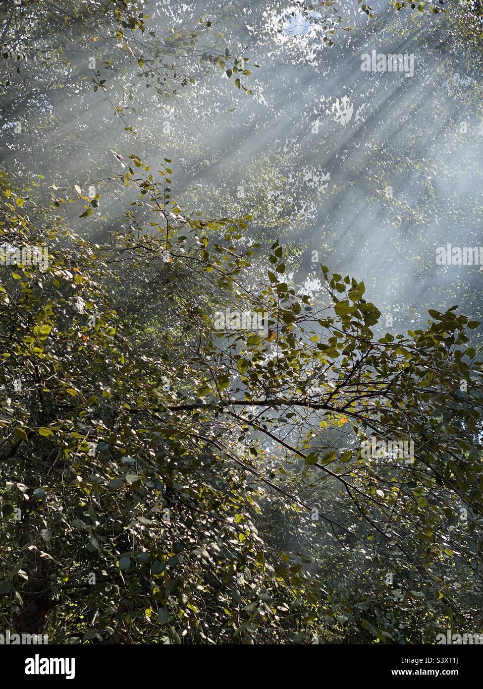 Sunlight through trees Stock Photo Alamy
