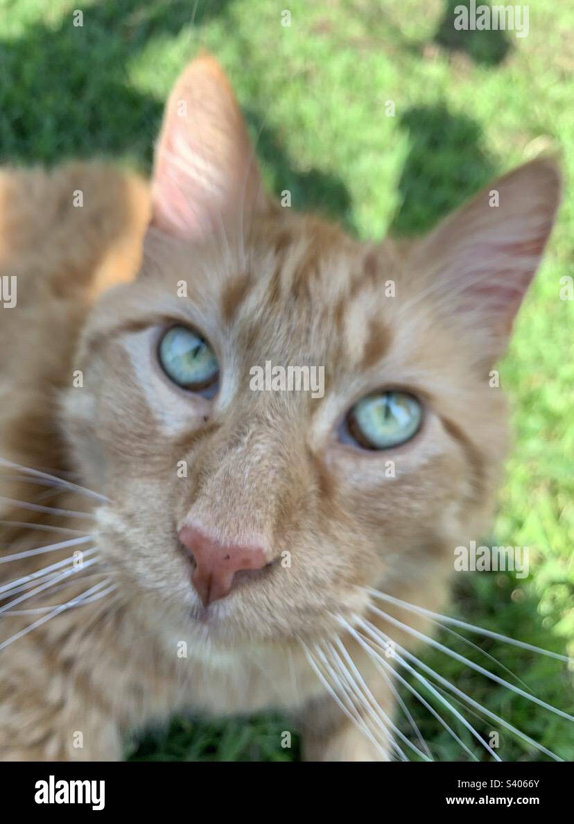 Copper eyes cat eyes hires stock photography and images Alamy