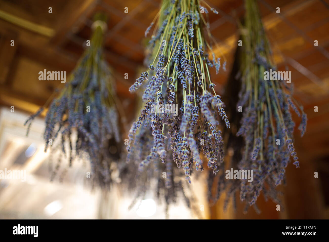 Drying lavender hires stock photography and images Alamy