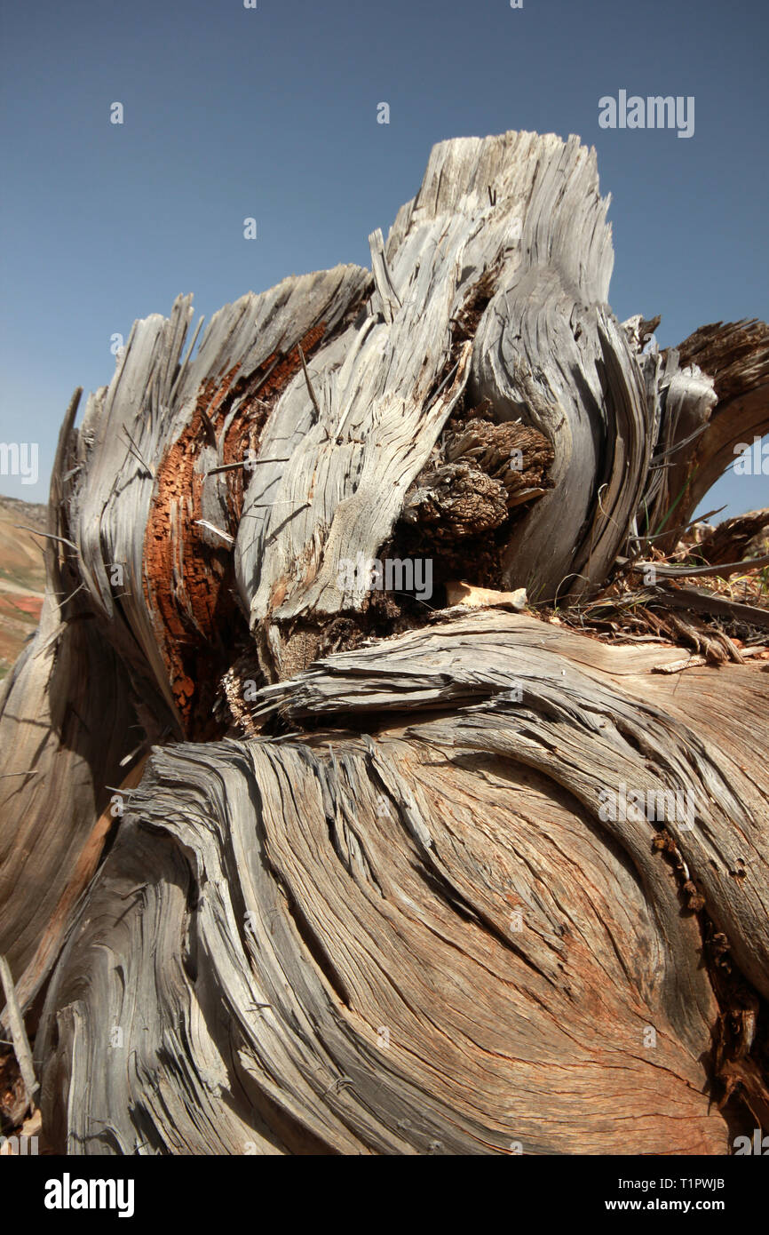 dry juniper tree log Stock Photo Alamy